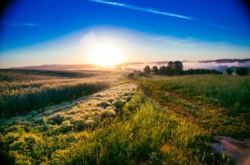 early morning. forest hiding in the fog. forest path