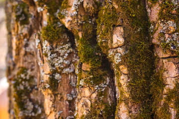 Background - tree texture with moss and fungus