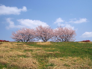 Obraz premium 春の江戸川土手と桜並木風景