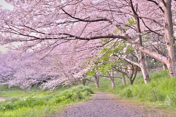  japan 桜 cherryblossm 船橋 funabashi spring river  桜トンネル 春 長津川親水公園