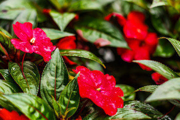 red flowers Impatiens with green leaves, floral background