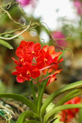 wild tropical red orchids on a tree