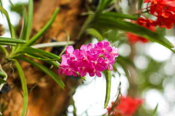 Fototapeta premium wild tropical pink orchid on a tree