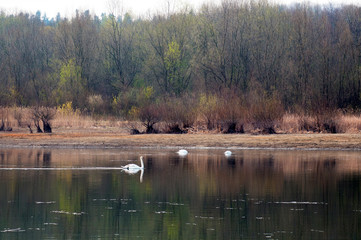 White swans on a mountain lake spring day under the open sky against the background of high mountains and bright forest