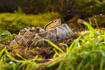 Central American jumping pitviper. Atropoides mexicanus is a venomous pitviper species endemic to Mexico and Central America