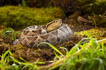Central American jumping pitviper. Atropoides mexicanus is a venomous pitviper species endemic to...
