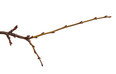 Branch of an apricot fruit tree, with buds on an isolated white background.