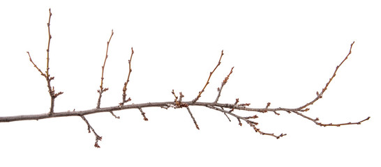 Branch of an apricot fruit tree, with buds on an isolated white background.