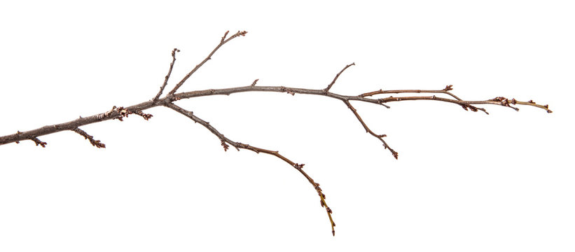 Branch of an apricot fruit tree, with buds on an isolated white background.