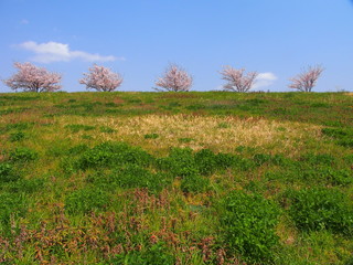 春の江戸川土手と桜並木風景