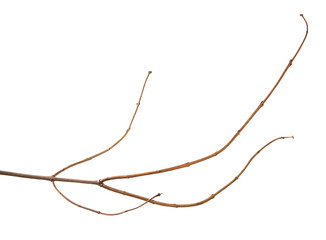 A branch of lilac bush on an isolated white background.