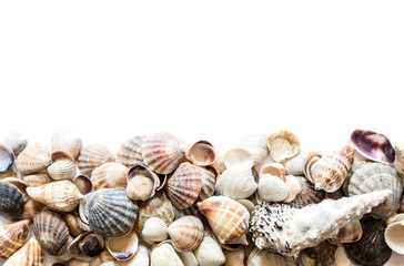 Background of beautiful different seashells isolated on top with space for text. Mollusk seashell texture.