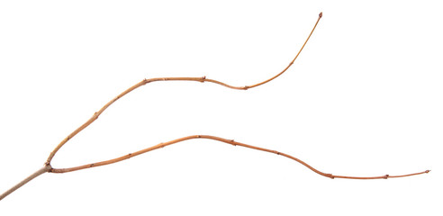 A branch of lilac bush on an isolated white background.