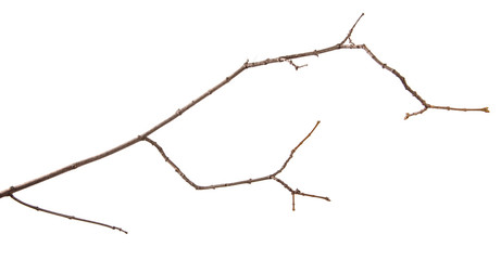 Fototapeta premium A branch of lilac bush on an isolated white background.