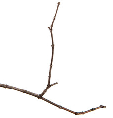 A branch of lilac bush on an isolated white background.