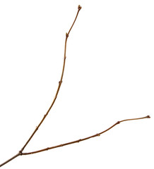 A branch of lilac bush on an isolated white background.