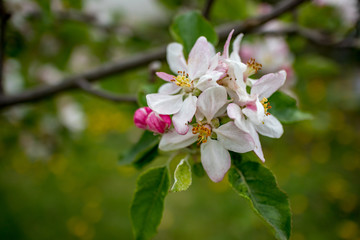 Selective shallow focus of pear blossoms in the spring season. Pear branch in bloom. Blurred green background. Pears blossom in early spring, moody day picture