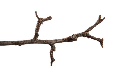 Dry pear tree branch on an isolated white background. Snag
