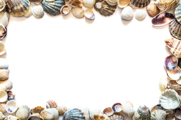 Frame of beautiful different seashells isolated on white background with space for text. Mollusk seashell texture.