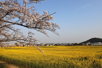 藤原京 桜と菜の花の競演