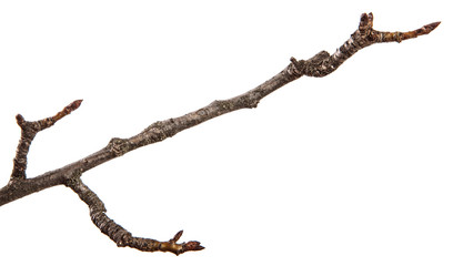 Dry pear tree branch on an isolated white background. Snag