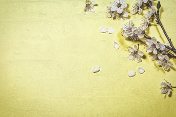 Spring blossom on yellow background