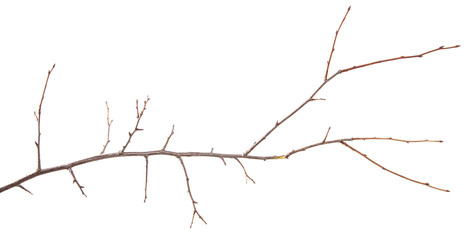 Branch of plum fruit tree on an isolated white background.