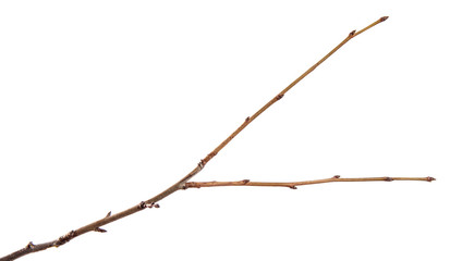 Branch of plum fruit tree on an isolated white background.