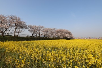 藤原京　桜と菜の花の競演