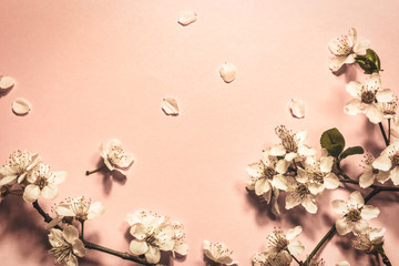 Spring blossom on coral background