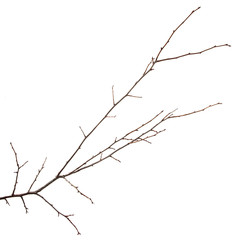 Branch of plum fruit tree on an isolated white background.