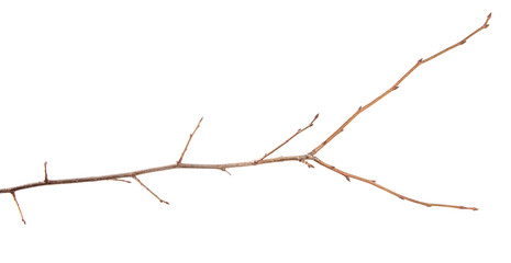 Branch of plum fruit tree on an isolated white background.