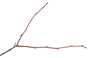 Branch of plum fruit tree on an isolated white background.