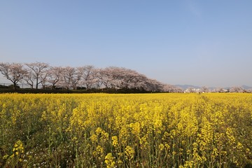 藤原京　桜と菜の花の競演