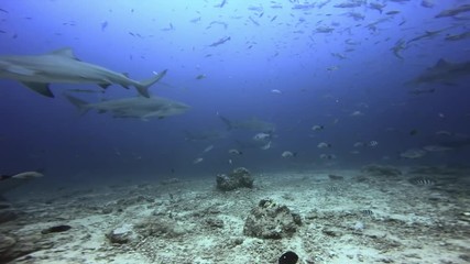 Diver feeds from the hands of sharks. Feeding Sharks in underwater marine wildlife of Oceania.