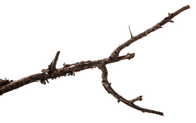 Dry branch of a tree on an isolated white background with cracked bark and patina. Wooden bark