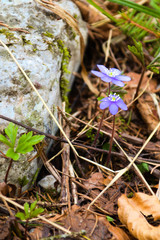 Blume