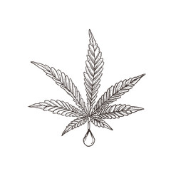 Cannabis majiruana oil CBD, hemp oil cannabis leaf, engraved, style woodcut, vector vintage