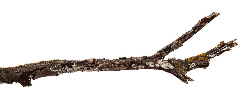 Dry branch of a tree on an isolated white background with cracked bark and patina. Wooden bark