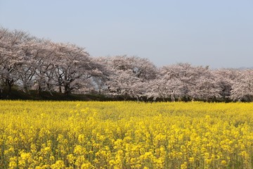 藤原京　桜と菜の花の競演