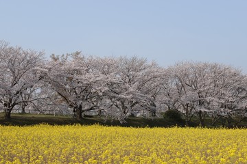 藤原京　桜と菜の花の競演