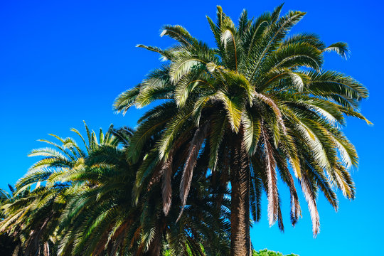 Colorful palm trees under deep blue sky. Sunny day, sun rays on palms leaves. Summertime heat. Beautiful nature photo for design, print, poster, calendar. Nice exotic trees alley, wide green leaves