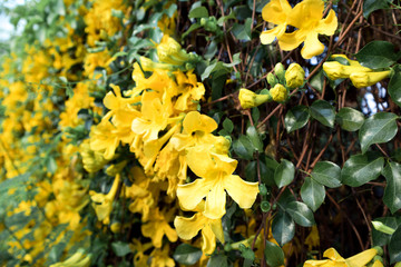 Close up of yellow flower Cat's Claw Creeper plants