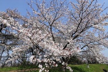 藤原京　桜と菜の花の競演