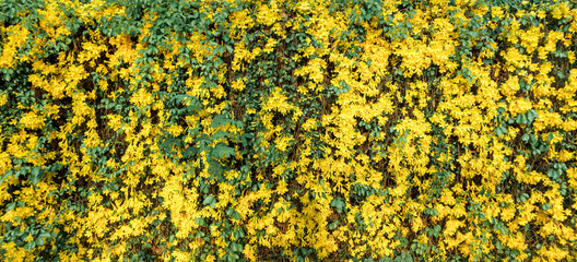 Yellow Flower Wall Cat's Claw Creeper plants