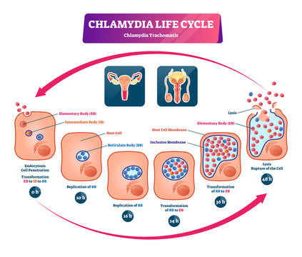 Chlamydia life cycle vector illustration. Labeled STI infection development