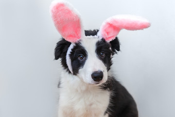 Happy Easter concept. Funny portrait of cute smilling puppy dog border collie wearing easter bunny ears isolated on white background. Preparation for holiday. Spring greeting card