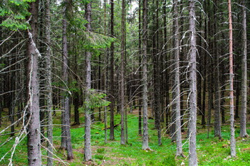 tall firs and pines in a mysterious forest