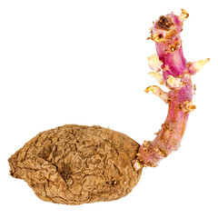 Germinated yellow potato isolated on white background