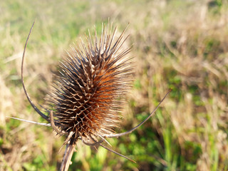 Dry Bud ( flower ) Dipsacus on the background of the field.